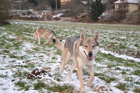 Dog Photo