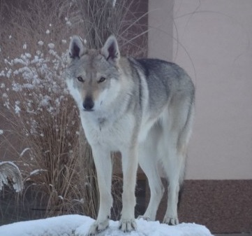 Dog Photo