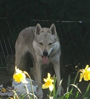 Dog Photo