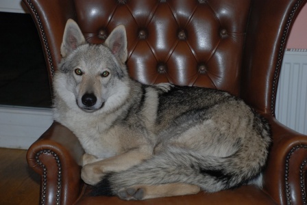 Dog Photo