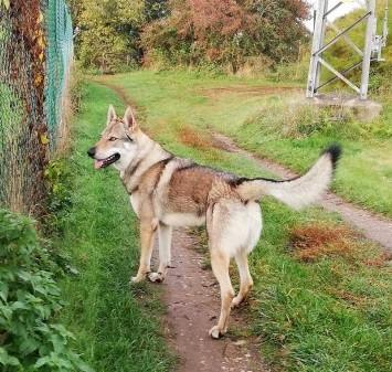Dog Photo