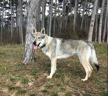 Dog Photo