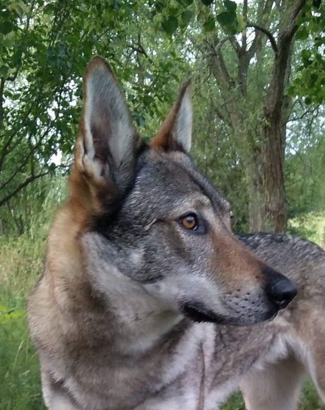 Dog Photo