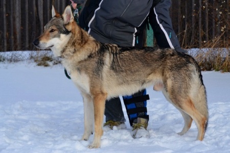 Dog Photo
