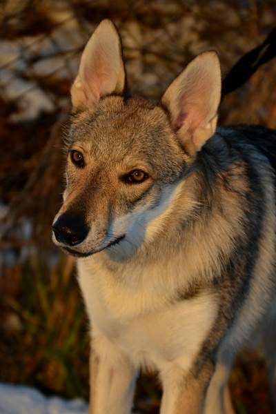 Dog Photo