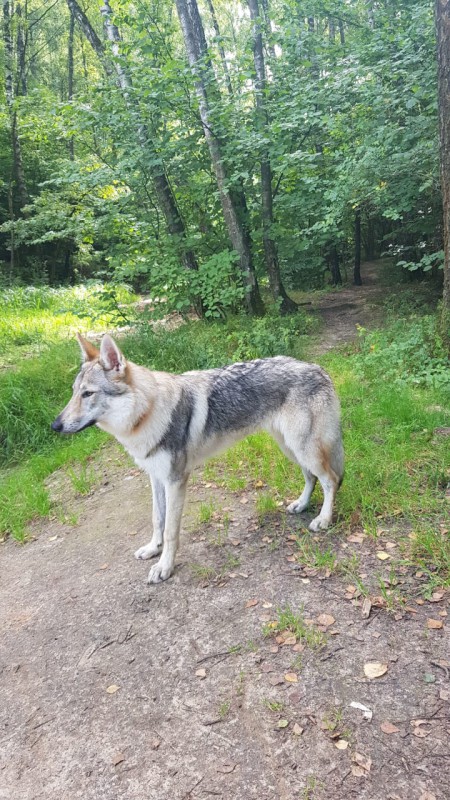 Dog Photo