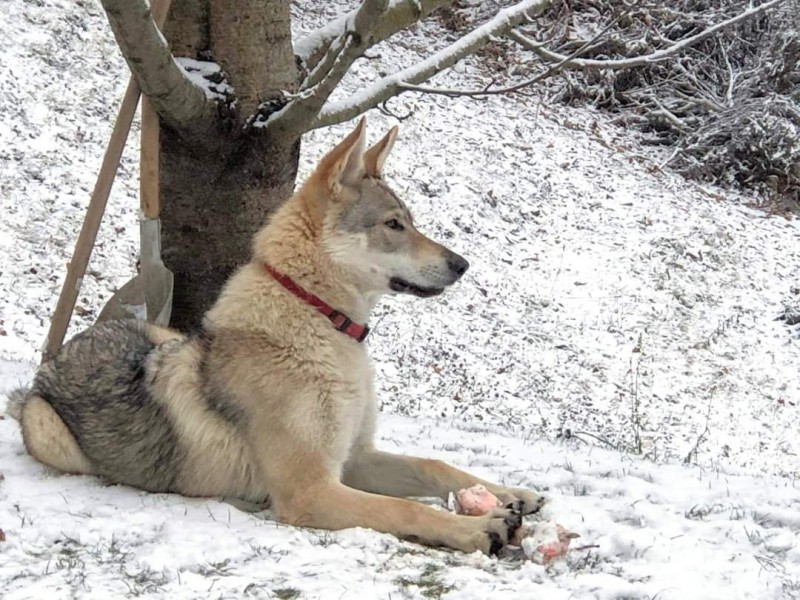 Dog Photo