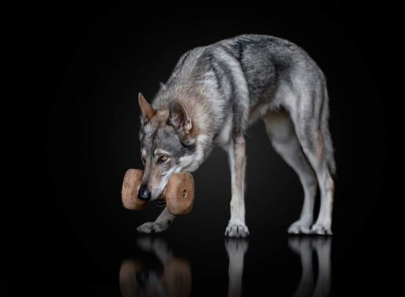 Dog Photo
