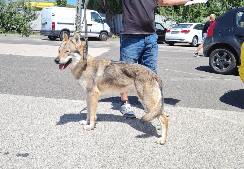 Dog Photo
