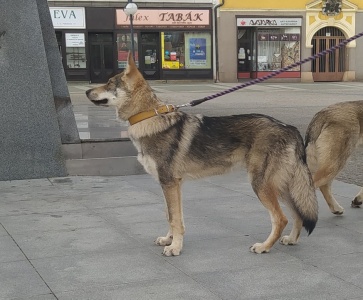 Dog Photo