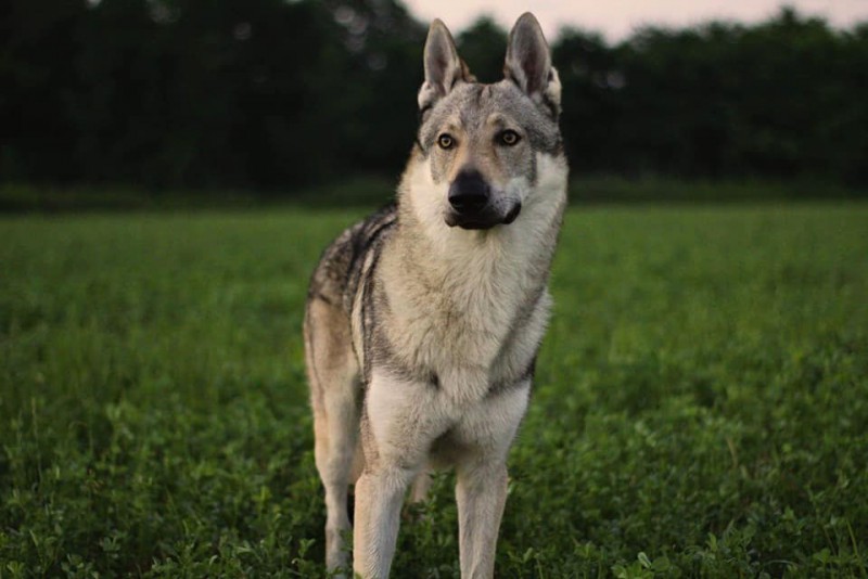 Dog Photo
