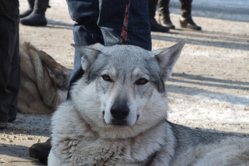 Dog Photo