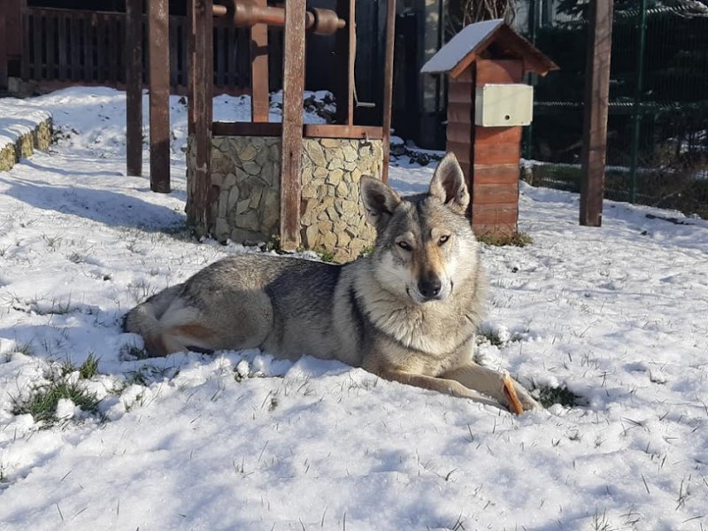 Dog Photo