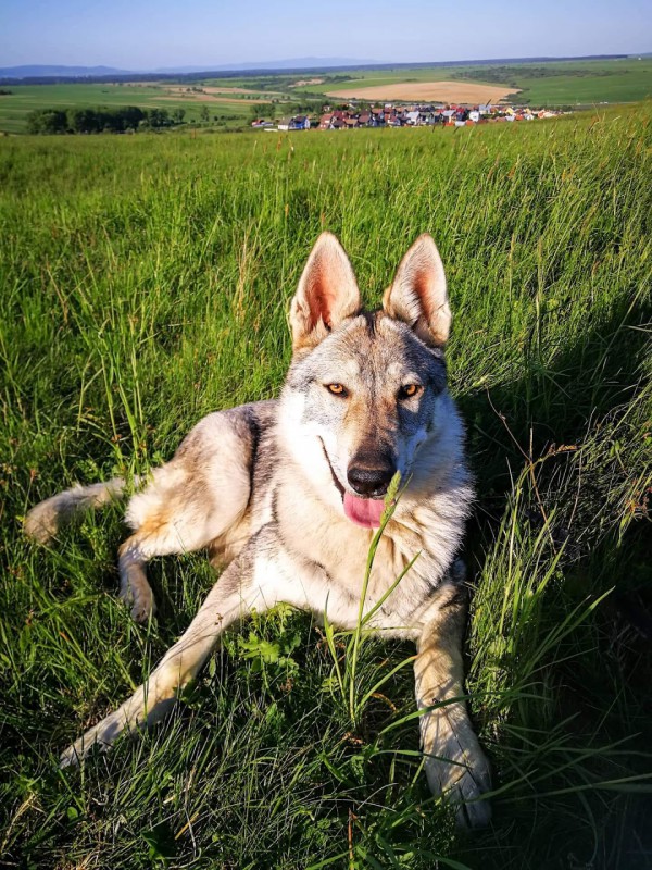 Dog Photo