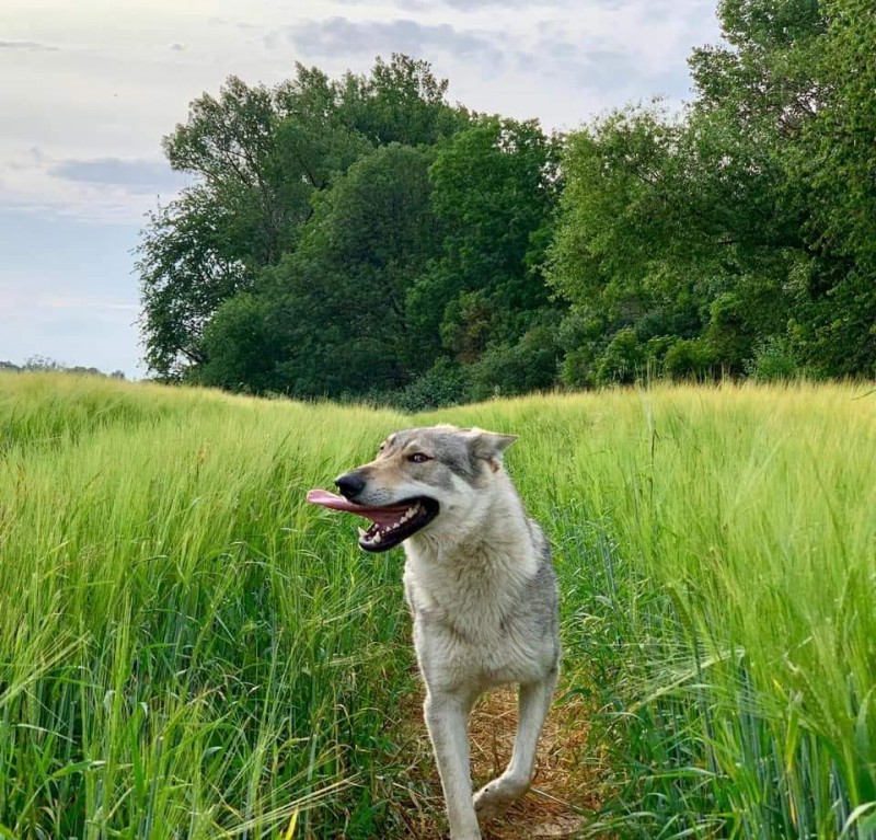 Dog Photo
