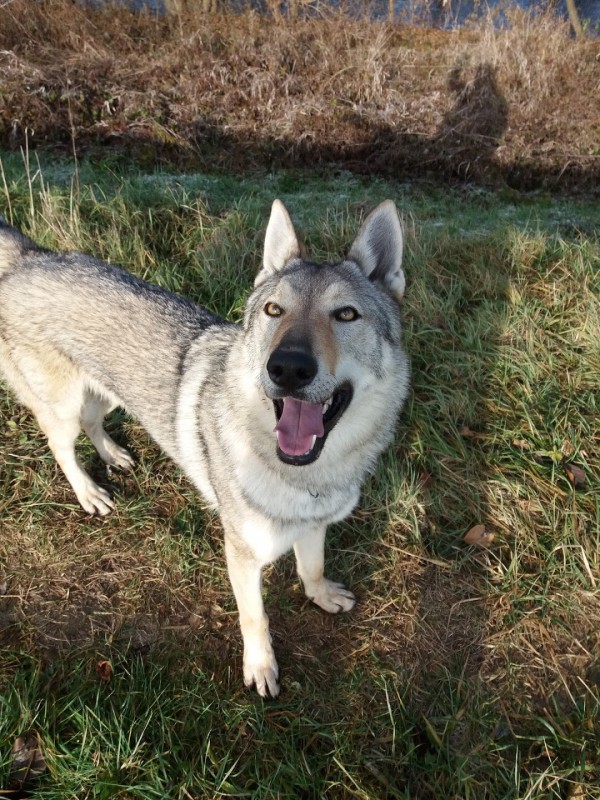 Dog Photo
