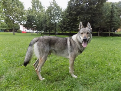 Dog Photo