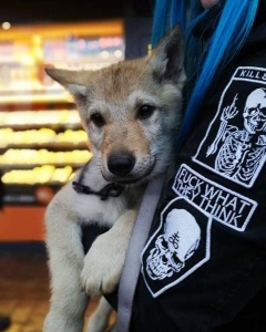 Dog Photo