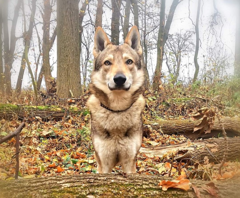 Dog Photo