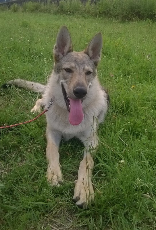 Dog Photo