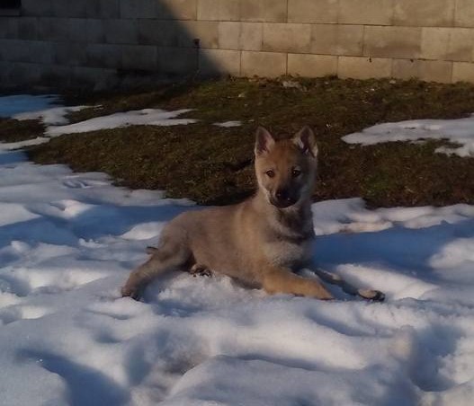 Dog Photo