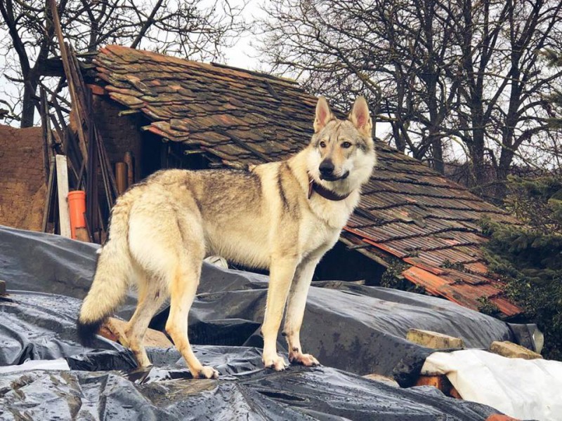 Dog Photo