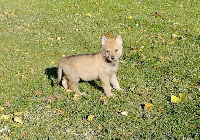 Dog Photo