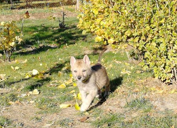 Dog Photo
