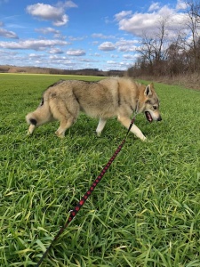 Dog Photo