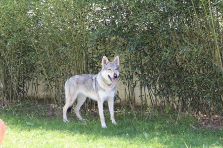 Dog Photo