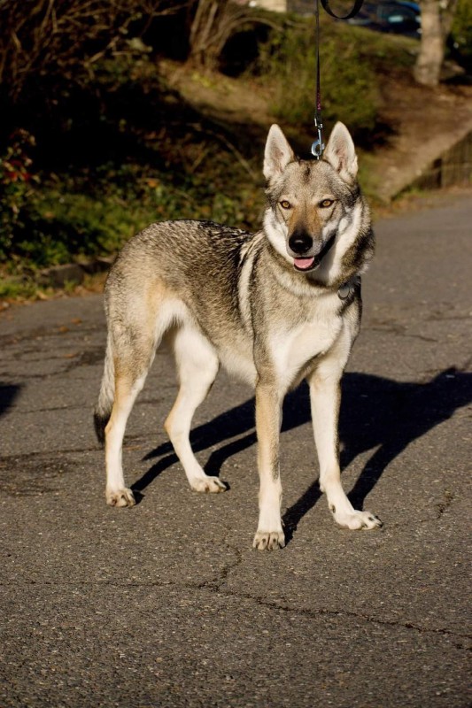 Dog Photo