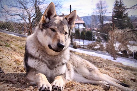 Dog Photo