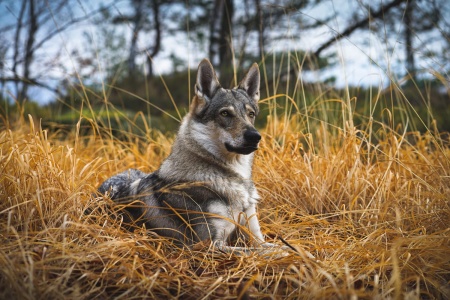 Dog Photo