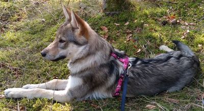 Dog Photo