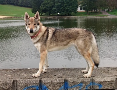 Dog Photo