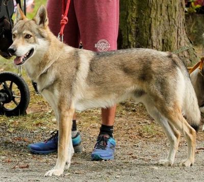 Dog Photo
