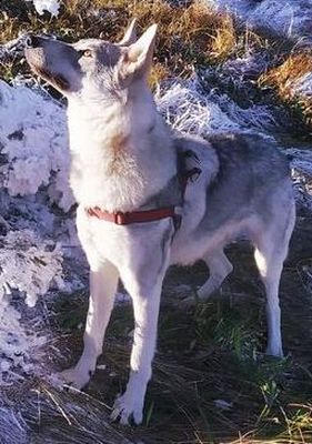 Dog Photo