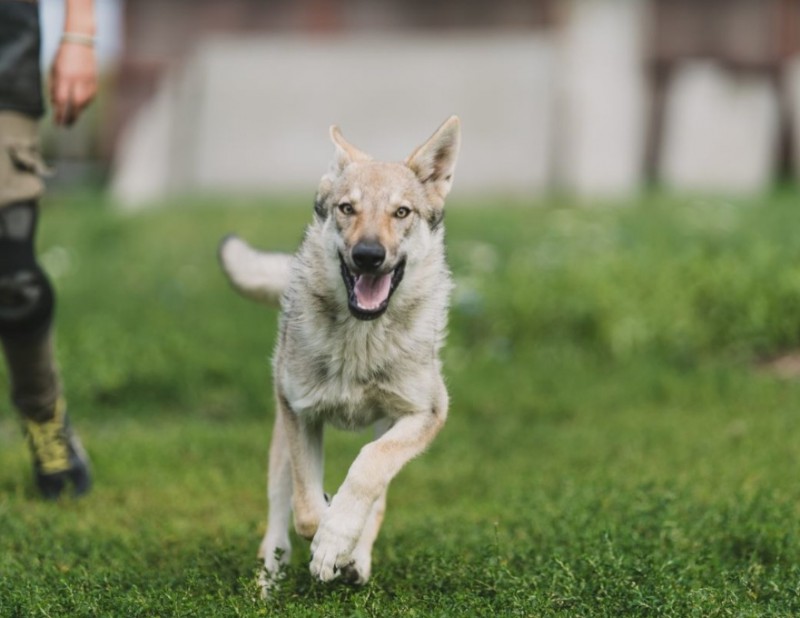 Dog Photo
