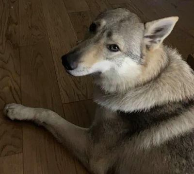 Dog Photo