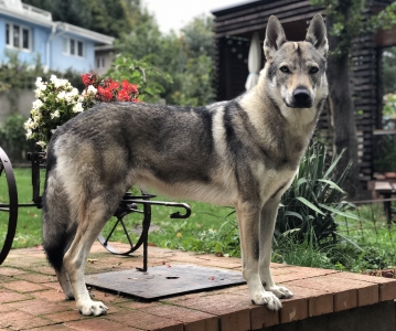 Dog Photo
