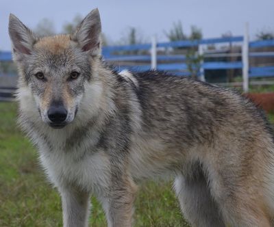 Dog Photo