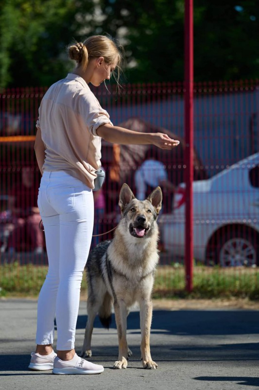 Dog Photo