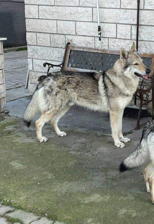 Dog Photo