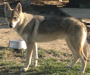 Dog Photo