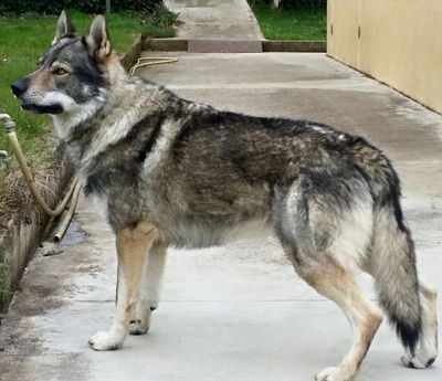Dog Photo