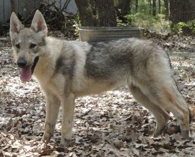 Dog Photo