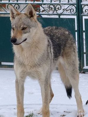 Dog Photo