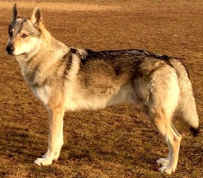 Dog Photo