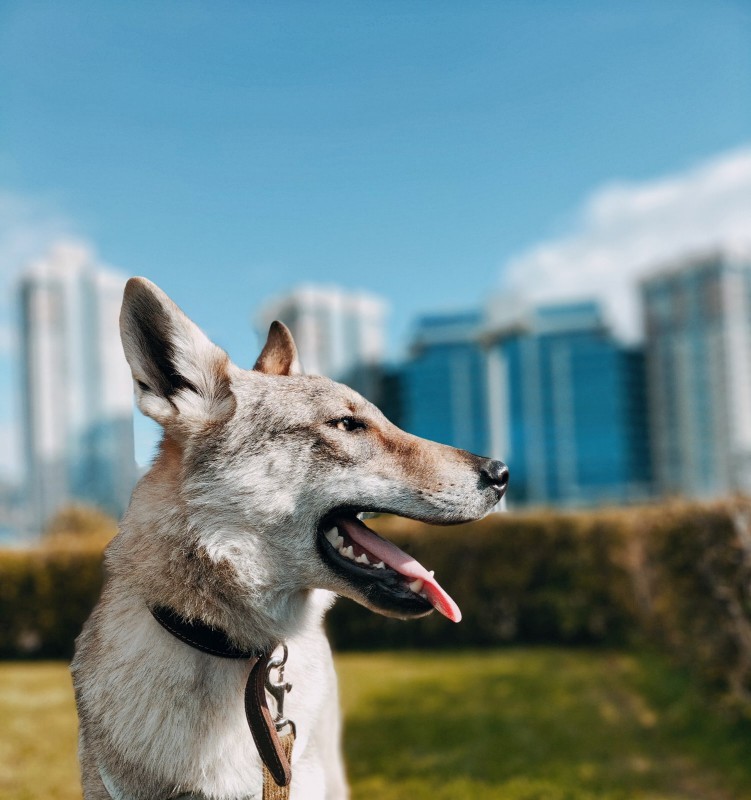 Dog Photo