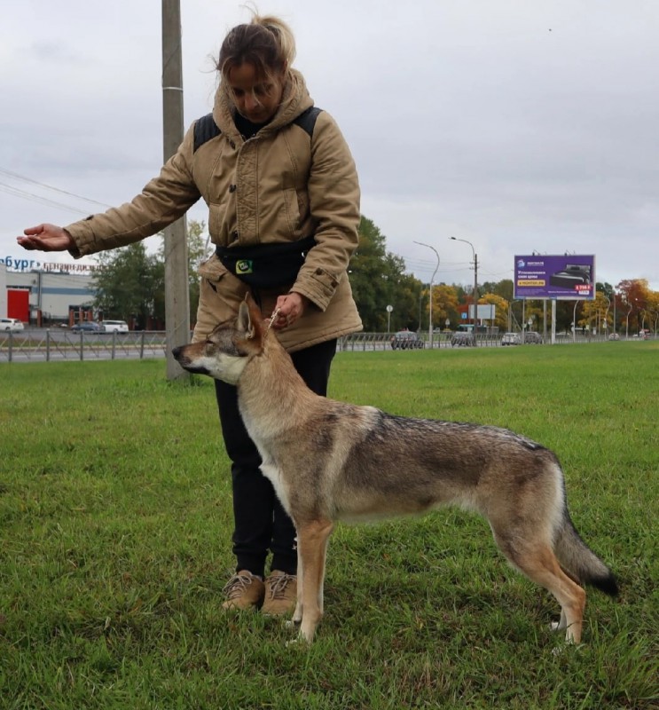 Dog Photo